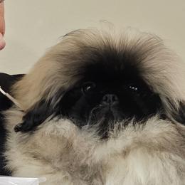 WU - Pekingese