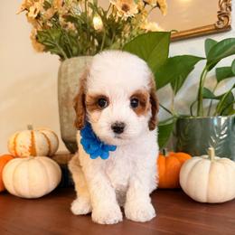 Billabong - Blenheim male Cavapoo puppy in Pleasant Grove, Utah from Destination Doodles