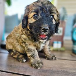 Ladybug - Sable female Aussiedoodle puppy in Indiahoma, Oklahoma from Phamily Doodles