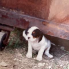 English Setter Puppies from English Setter Farms