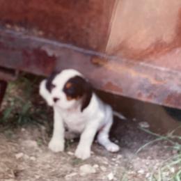 English Setter Puppies from English Setter Farms