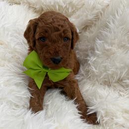 Johnny - Red  male Goldendoodle puppy in Spokane, Washington from Goldendoodles on the Prairie