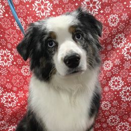 Piper - Miniature American Shepherd