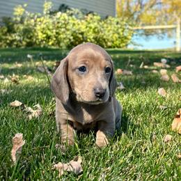 Mystic - Red female Dachshund puppy in Shelley, Idaho from Journey’s End Dachshunds