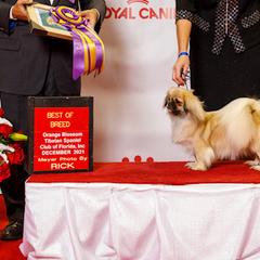 Chihuahuas and Tibetan Spaniels from Improv Tibetan Spaniels and Chihuahuas