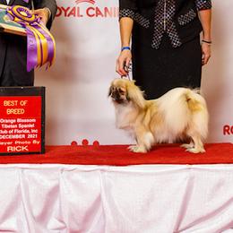 Chihuahuas and Tibetan Spaniels from Improv Tibetan Spaniels and Chihuahuas