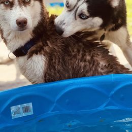 Sally - Siberian Husky