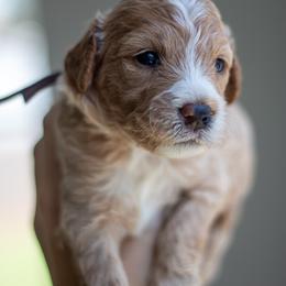 Goldendoodle Puppies from Nova's Minidoodles