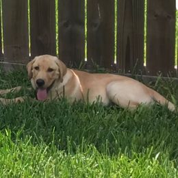 Beagle and Labrador Retriever All Grown Up from Sagebrush Labradors and Beagles