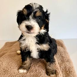 Stan  (lime) - Tri-color male Bernedoodle puppy in Midland, Texas from Southern Oak Breeders LLC