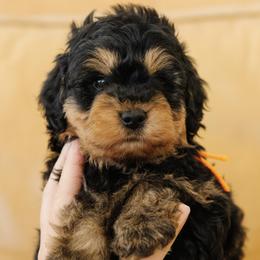 MALE Mini Multigenerational Bernedoodle 'Buzz' Orange Collar - Phantom male Bernedoodle puppy in Kamas, Utah from A + E Farms
