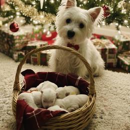 West Highland White Terrier puppies from Treasure Valley Idaho Westies