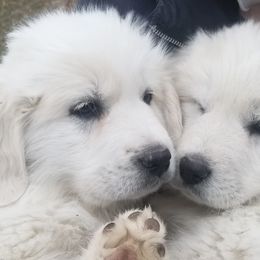 Great Pyrenees from Sandollar Farms | Alpacas & Great Pyrenees