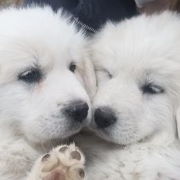Great Pyrenees from Sandollar Farms | Alpacas & Great Pyrenees