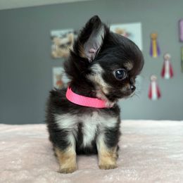 Tiny Nelli 6800, charts 3lb adult - Black and tan female Chihuahua puppy in Spring Hill, Florida from Stardom Chihuahuas