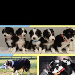 Border Collie Puppies from Breese Border Collies