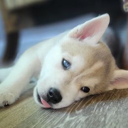 Siberian Huskies from Jessica's Siberian Huskies