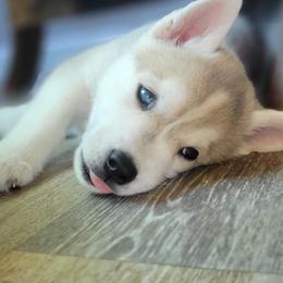 Siberian Huskies from Jessica's Siberian Huskies
