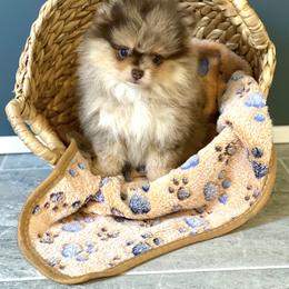 Rose - Chocolate merle female Pomeranian puppy in Foley, Alabama from Southern Gem's Pomeranian