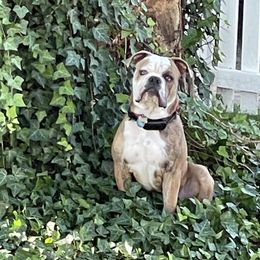 Olde English Bulldogge Puppies from Gods Of Olympus Bulldogges