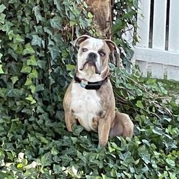 Olde English Bulldogge Puppies from Gods Of Olympus Bulldogges