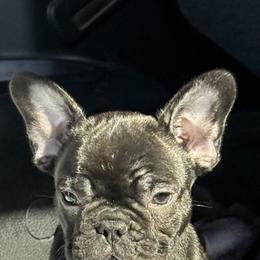 Kong - Black male French Bulldog puppy in Waitts Lake, Washington from Best Friend standard Frenchies