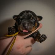 Impact - Black and rust male Beauceron puppy in Medina, Ohio from Beaucerons Des Vents