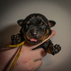 Impact - Black and rust male Beauceron puppy in Medina, Ohio from Beaucerons Des Vents