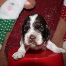 Wiz - Brown and white male Cocker Spaniel puppy in Hickory, North Carolina from Home Grown Cocker Spaniels