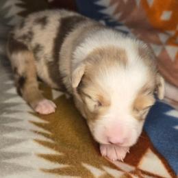 Chilly - Red merle female Australian Shepherd puppy in Russellville, Kentucky from Page Family Homestead