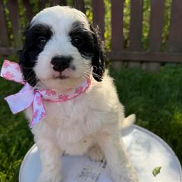 JoJo - Phantom female Bernedoodle puppy in Sherman, Illinois from Shirl Doodle Life