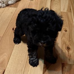 Honey - Black female Miniature Schnauzer puppy in Lockney, West Virginia from S&T Kennels