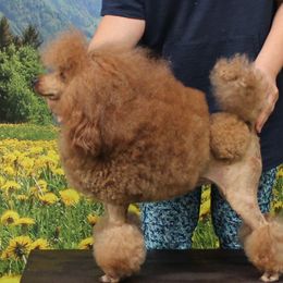 RICKIE - Poodle