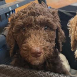 Mouse (Brown Girl) - Red  female Goldendoodle puppy in Toledo, Ohio from Avery Doodle Day LLC