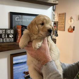 Light pink collar - Light golden female Golden Retriever puppy in Rainier, Washington from Hanson’s NW Goldens & Doodles