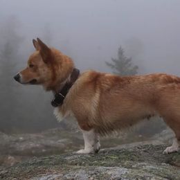 Stella - Pembroke Welsh Corgi