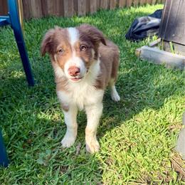 Teddy - White and red male Border Collie puppy in Mckinney, Texas from Border Collies of Ruidoso