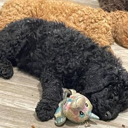 Bernedoodles from Puppy Bootcamp