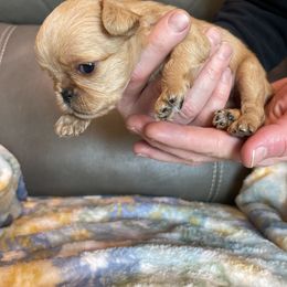 Brussels Griffon Puppies from Shelly's Brussels Griffons