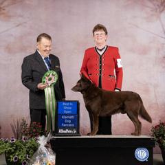 Boomer - Australian Kelpie