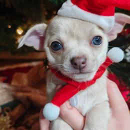 Falkor - Cream and white male Chihuahua puppy in Downey, Idaho from Seven Diamond Chihuahua's
