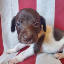 Gray Boy 5 - White and liver male German Shorthaired Pointer puppy in Lindsay, California from Dori's Danes