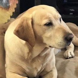 Golden Retrievers and Labrador Retrievers from Battlemountain Kennels