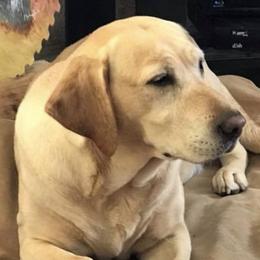 Golden Retrievers and Labrador Retrievers from Battlemountain Kennels