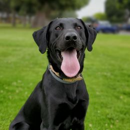Olympic - Labrador Retriever