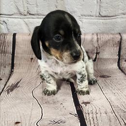 Dude - Piebald male Dachshund puppy in Anaconda, Montana from Williams Family Dachshunds