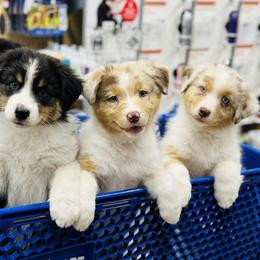 Australian Shepherd Puppies from Timber Run Aussies