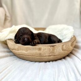 Cinnamon - Chocolate female Labradoodle puppy in Newark, Ohio from Raising Doodles