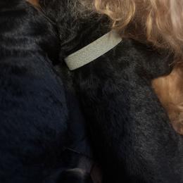 Grey - Black and tan female Airedale Terrier puppy in Huntersville, North Carolina from Cool Hand Luke Kennels