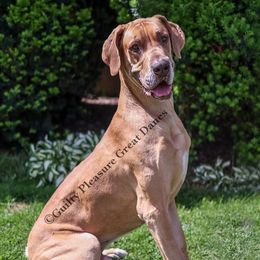 Oscar - Great Dane